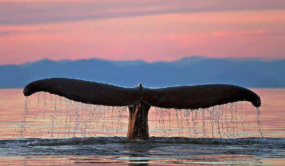 whale