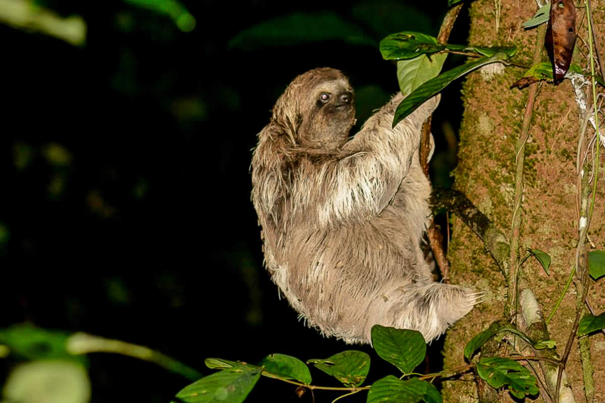 sloth-night